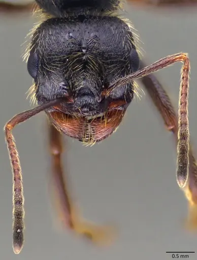 Messor ibericus specimen