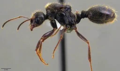 Messor ibericus specimen