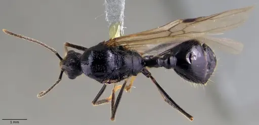 Messor ibericus - ANTWEB1060042