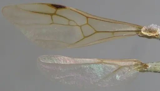 Messor ibericus - ANTWEB1060042