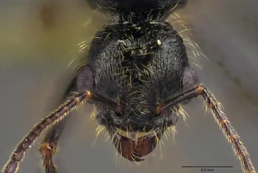 Messor ibericus - ANTWEB1060042
