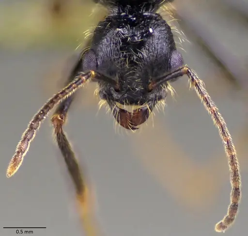 Messor ibericus - ANTWEB1060042