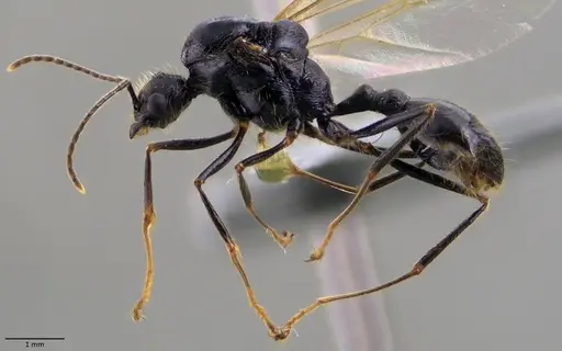 Messor ibericus - ANTWEB1060042