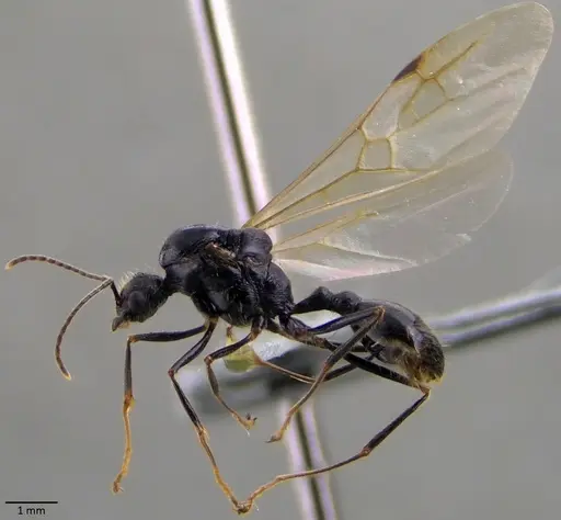Messor ibericus - ANTWEB1060042