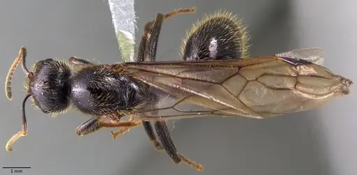 Messor ibericus - ANTWEB1060043