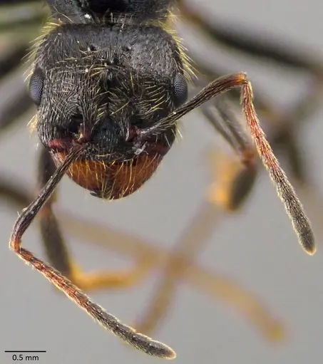 Messor ibericus - ANTWEB1060043