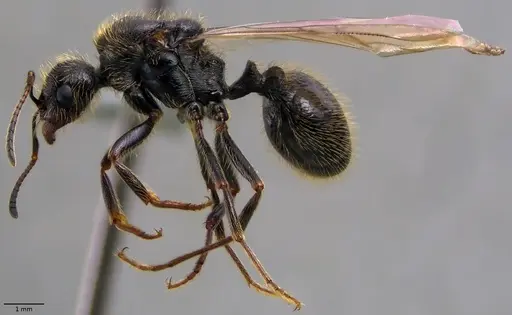 Messor ibericus - ANTWEB1060043