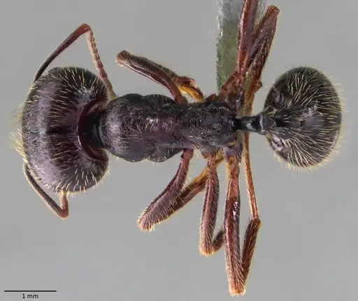 Messor ibericus - ANTWEB1060044