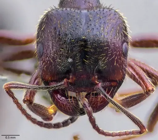 Messor ibericus - ANTWEB1060044