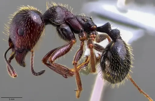 Messor ibericus - ANTWEB1060044