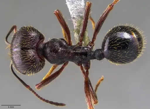 Messor ibericus - ANTWEB1060045