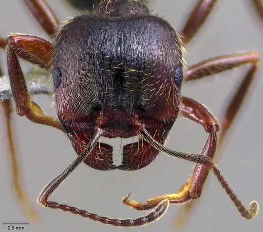Messor ibericus - ANTWEB1060045