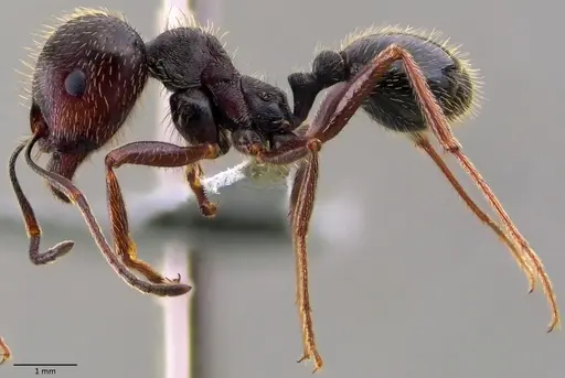 Messor ibericus - ANTWEB1060045