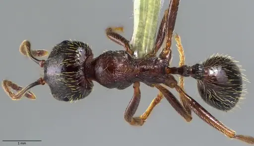 Messor ibericus - ANTWEB1060046