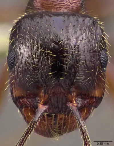 Messor ibericus - ANTWEB1060046