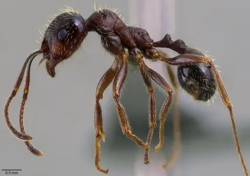 Messor ibericus - ANTWEB1060046