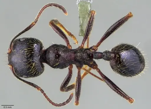 Messor ibericus - ANTWEB1060050