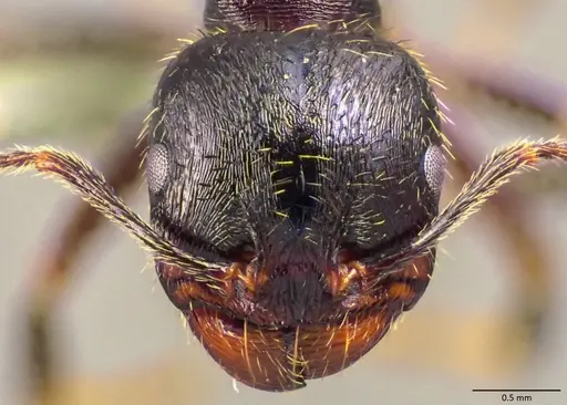 Messor ibericus - ANTWEB1060050