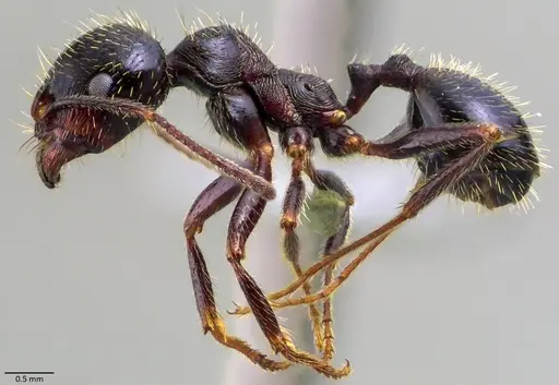 Messor ibericus - ANTWEB1060050
