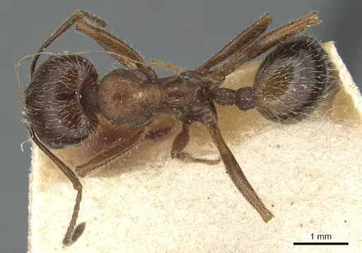 Messor ibericus - CASENT0904129