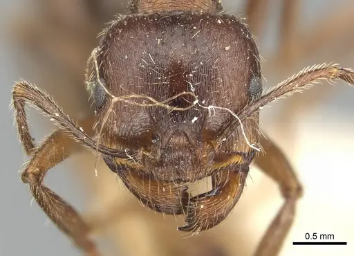 Messor ibericus - CASENT0904129