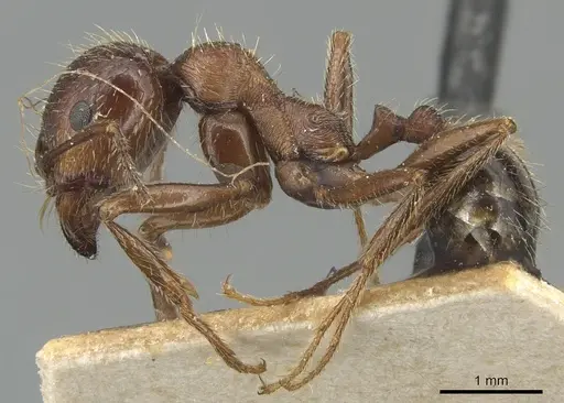 Messor ibericus - CASENT0904129