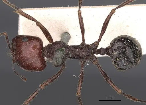 Messor instabilis specimen