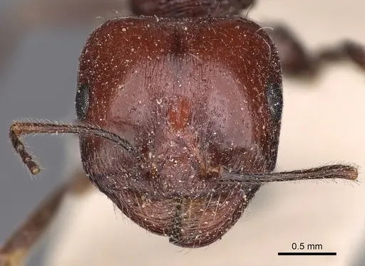 Messor instabilis specimen