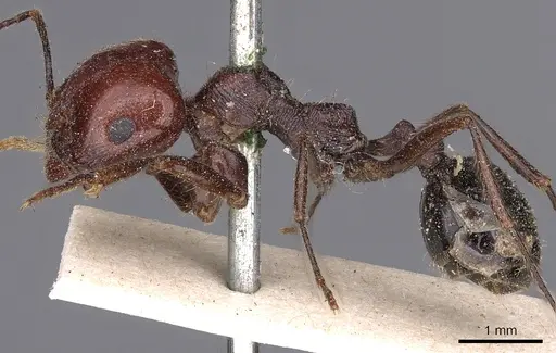 Messor instabilis specimen
