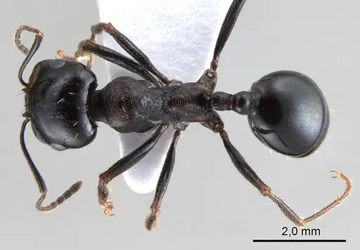 Messor intermedius specimen