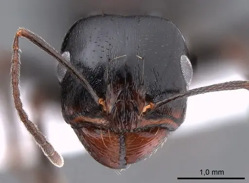 Messor intermedius specimen