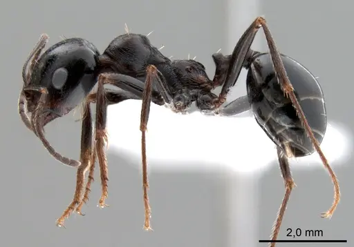 Messor intermedius specimen