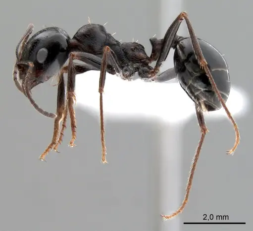 Messor intermedius - ANTWEB1008073