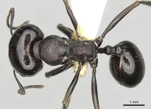 Messor intermedius - CASENT0281608