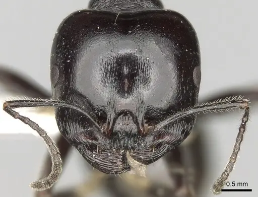 Messor intermedius - CASENT0281608