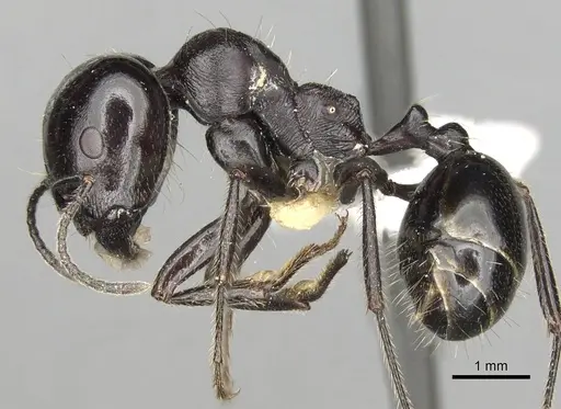 Messor intermedius - CASENT0281608