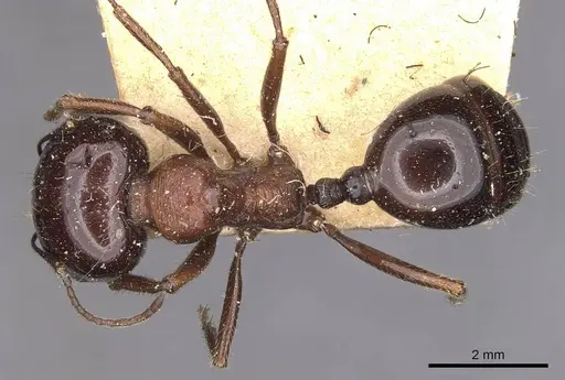 Messor intermedius - CASENT0907736