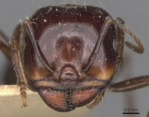 Messor intermedius - CASENT0907736