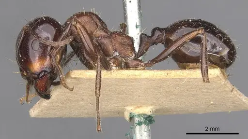 Messor intermedius - CASENT0907736