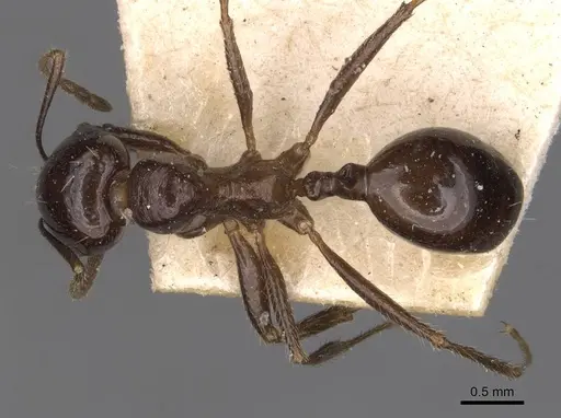 Messor intermedius - CASENT0907737