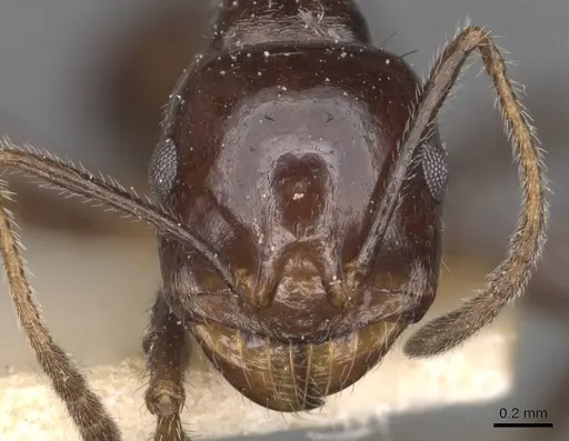 Messor intermedius - CASENT0907737