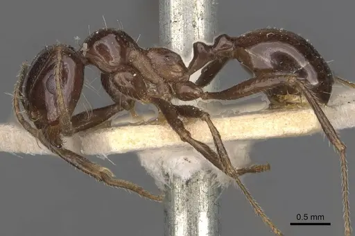 Messor intermedius - CASENT0907737