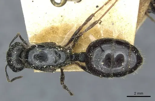 Messor intermedius - CASENT0913188