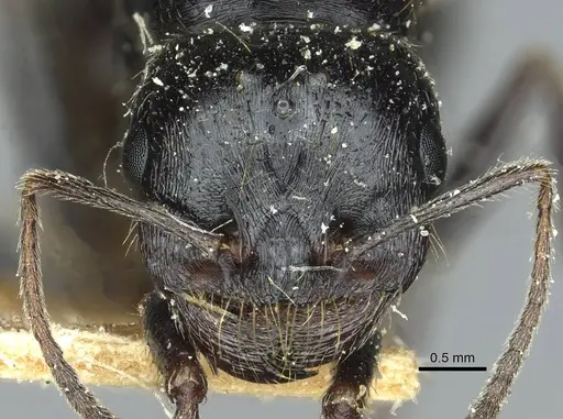 Messor intermedius - CASENT0913188