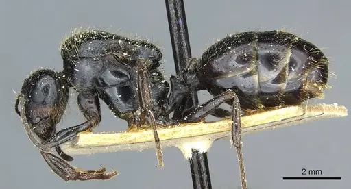 Messor intermedius - CASENT0913188