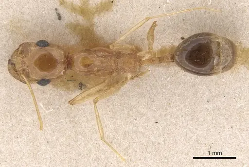 Messor isekram specimen