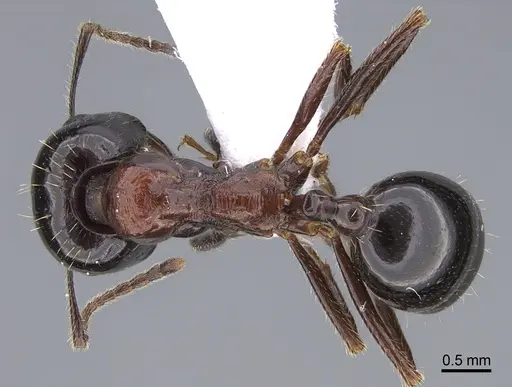 Messor kardamenae specimen