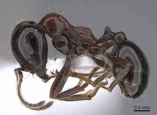 Messor kardamenae specimen