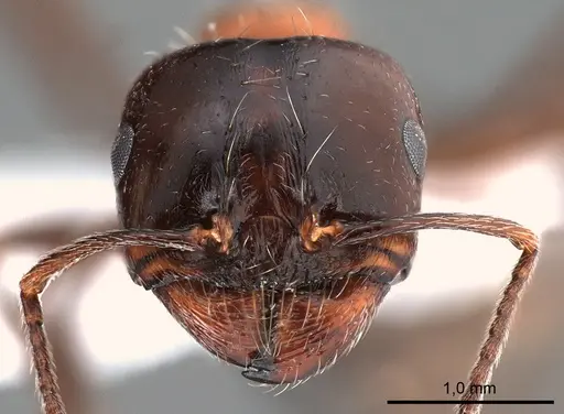 Messor laboriosus specimen