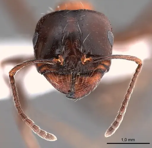 Messor laboriosus specimen